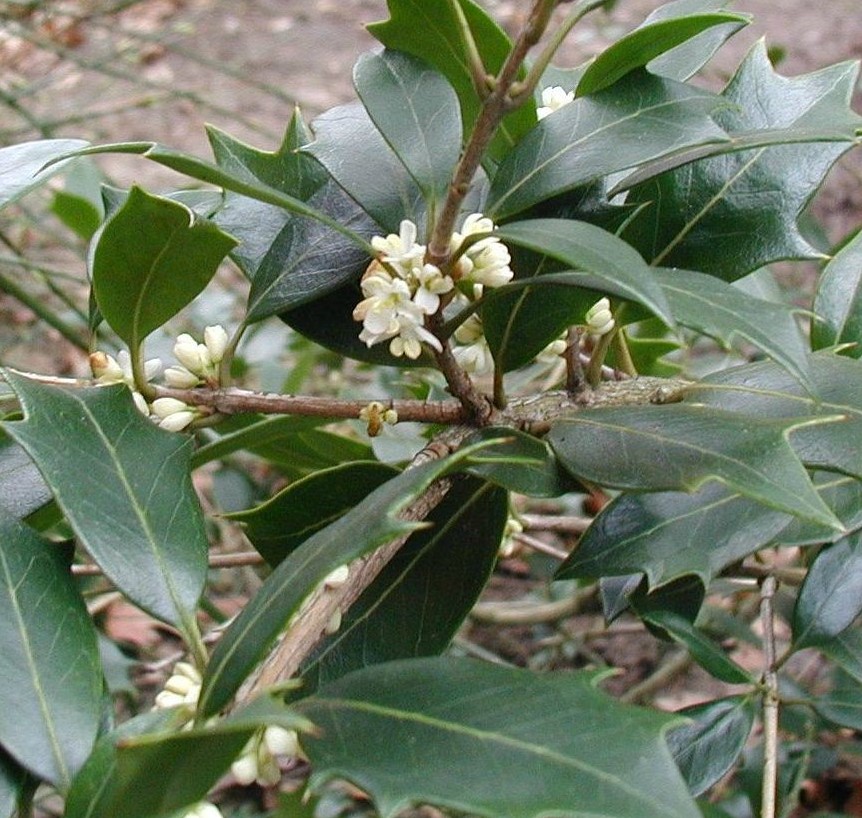 OSMANTHUS HETEROPHYLLUS